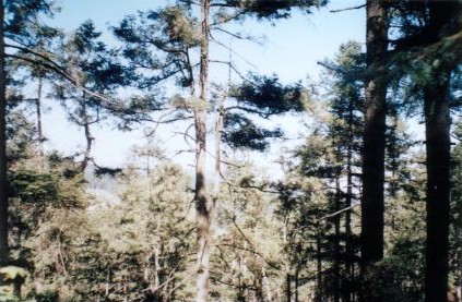 Bosque
