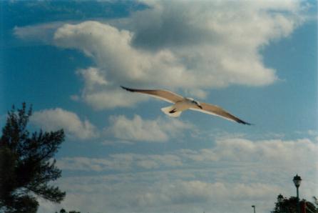 Una gaviota volando sobre la playa